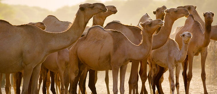 Maralal Camel Derby