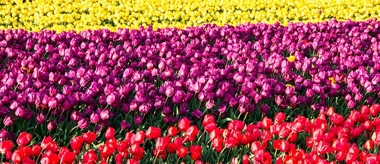 Festival de tulipán