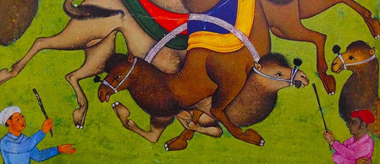 Festival de lutte à dos de chameau à Selcuk