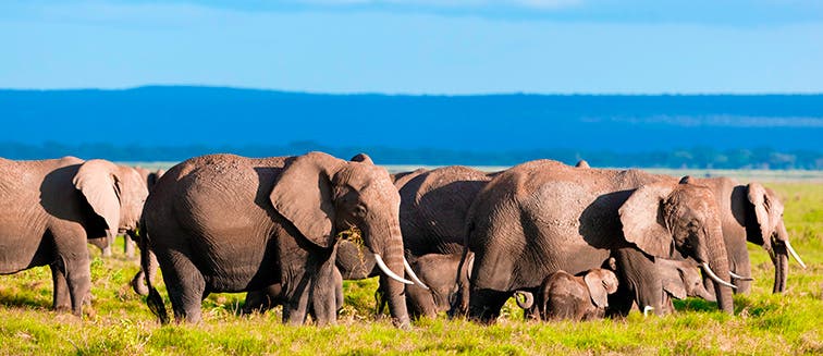 Sehenswertes in Kenia Amboseli-Nationalpark