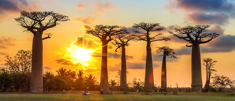 What to see in Madagascar Baobab Avenue