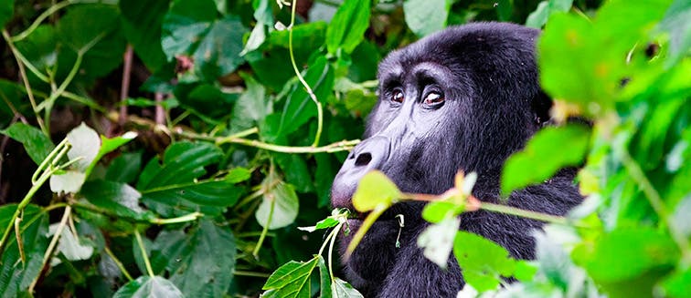What to see in Uganda Bwindi National Park