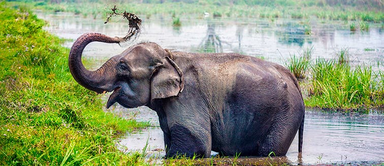 What to see in Nepal Chitwan