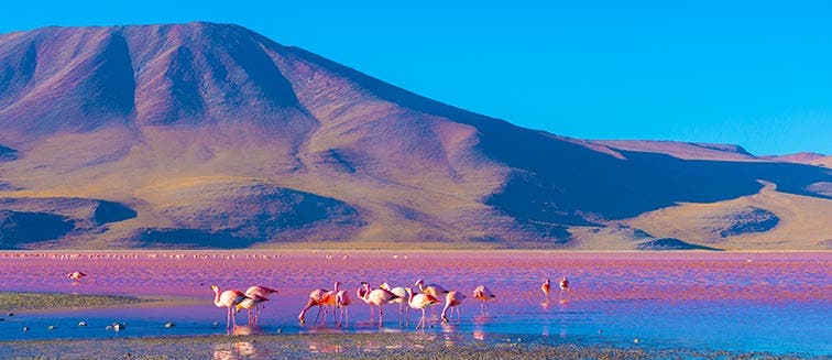 Sehenswertes in Bolivien  Eduardo Avaroa Naturschutzgebiet