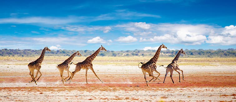 What to see in Namibia Etosha National Park