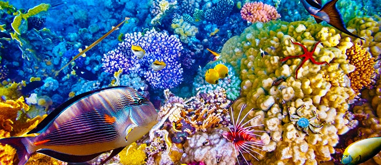 Tour packages to Great Barrier Reef from Canada