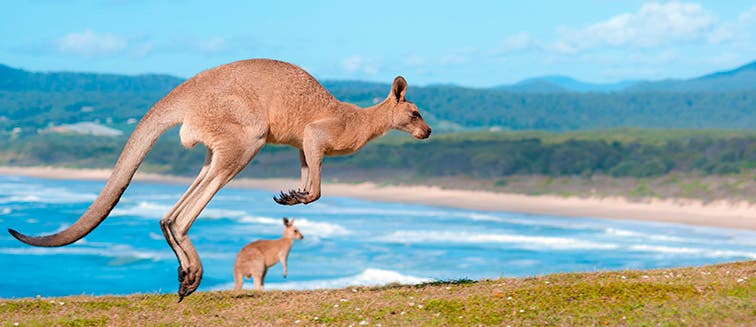 Sehenswertes in Australien Kangaroo Island