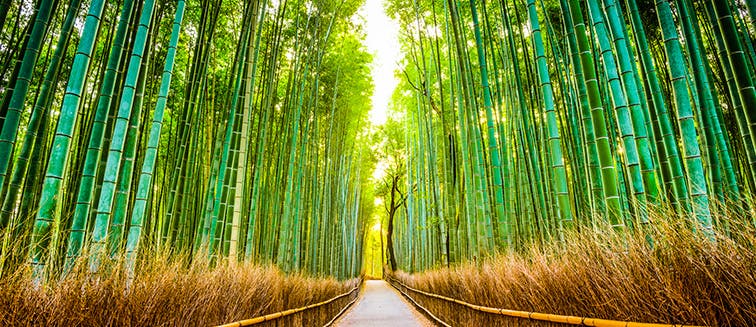 What to see in Japon Kyoto
