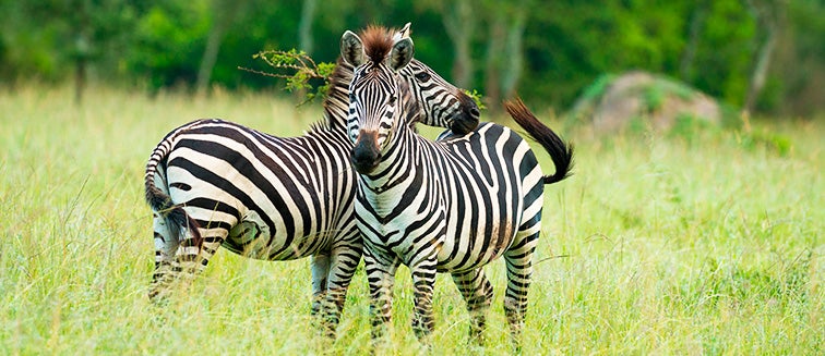 What to see in Ouganda Lac Mburo