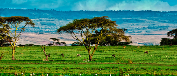 Qué ver en Kenia Lago Naivasha