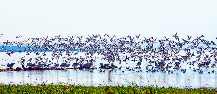 What to see in Tanzania Lake Manyara National Park