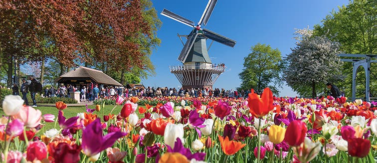 What to see in Netherlands Lisse