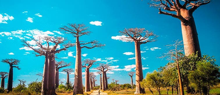 Qué ver en Madagascar Morondava