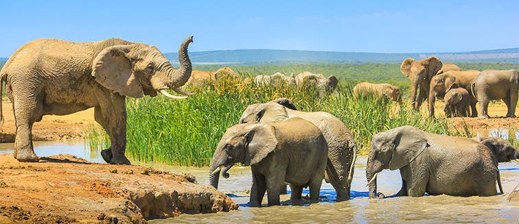 Qué ver en Sudáfrica Parque nacional de los Elefantes de Addo