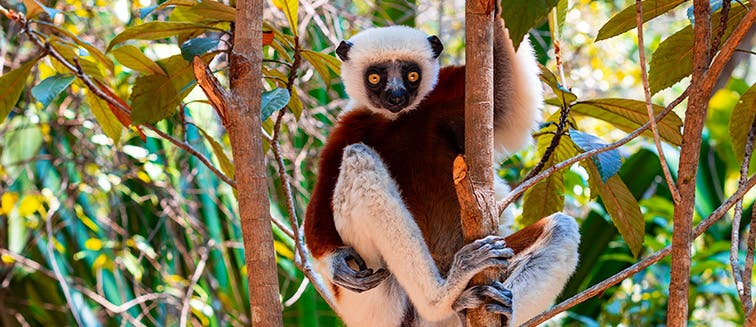 What to see in Madagascar Peyrieras Madagascar Exotic Reserve