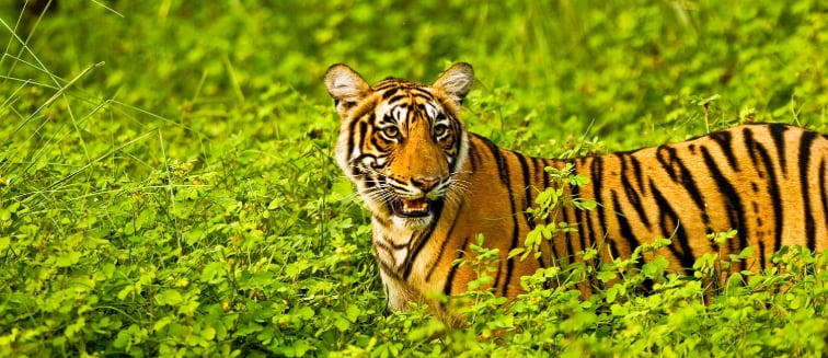 What to see in India Ranthambore