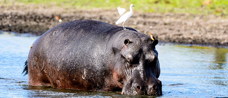 Qué ver en Botsuana Reserva de Moremi