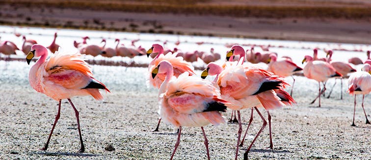 What to see in Chile Reserva Nacional Los Flamencos