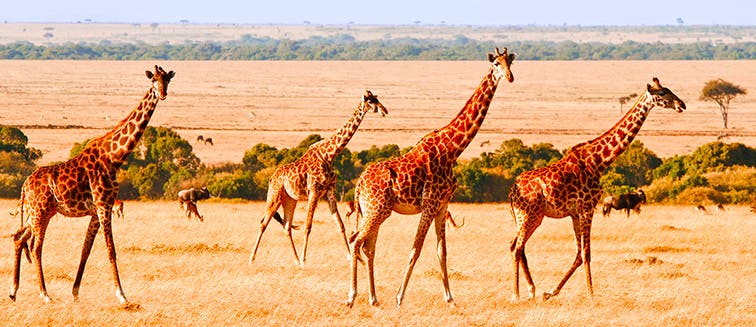 Sehenswertes in Kenia Samburu-Reservat