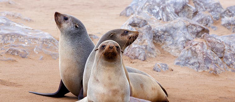 What to see in Namibia Skeleton Coast & Cape Cross