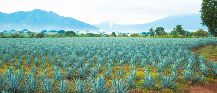 What to see in Mexico Tequila