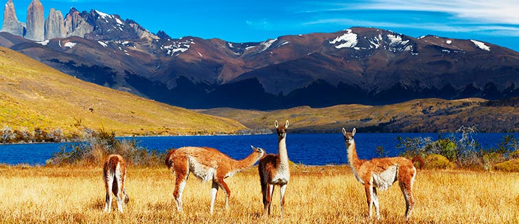 What to see in Chile Torres del Paine National Park