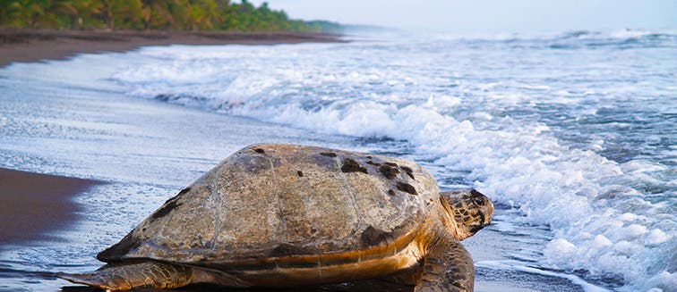 What to see in Costa Rica Tortuguero