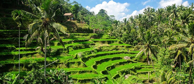 What to see in Indonesia Ubud
