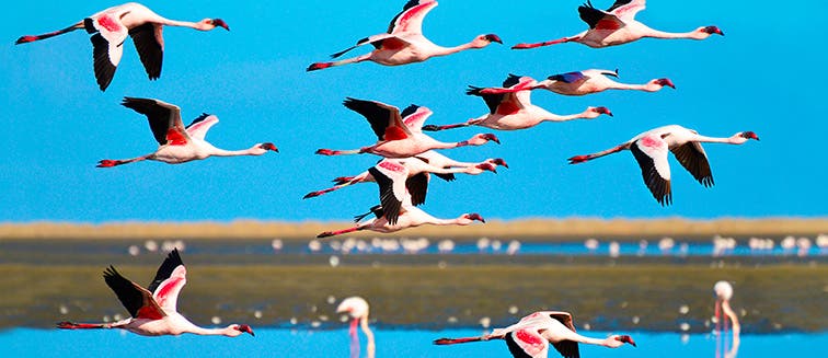 What to see in Namibia Walvis Bay