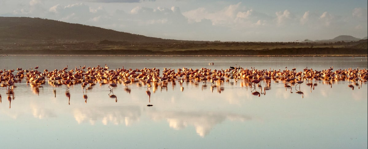 5th Day: Amboseli National Park - Lake Naivasha